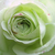 Alb - Trandafir pentru straturi Floribunda - Lovely Green